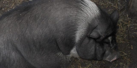 Svinja ne stoji na zadnjim nogama: šta da se radi